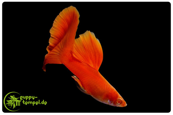 Albino Full Red Roundtail Guppy Male