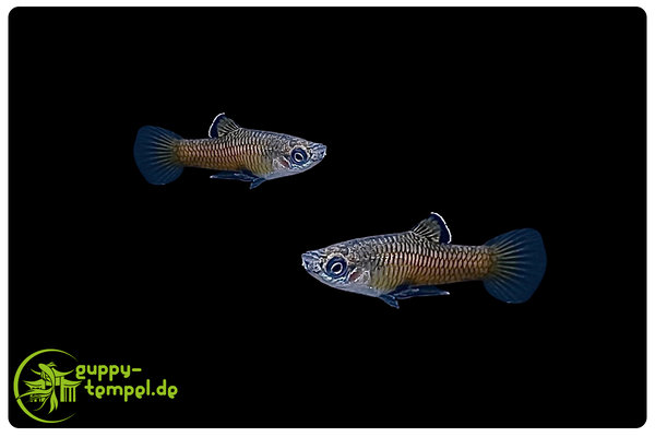 Costa Rica Zwergkärpfling - Phallichthys tico