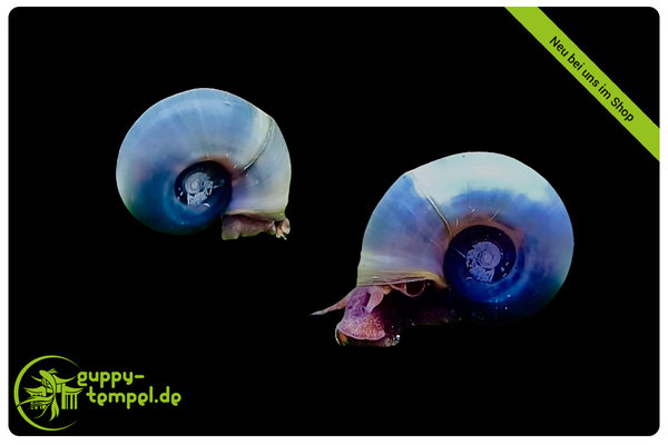 Blaue Posthornschnecke - Planorbella duryi - Nachzucht - 10 Stück klein