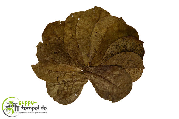 Seemandelbaumblätter - Catappa Leaves - 20 Stück - Größe: S